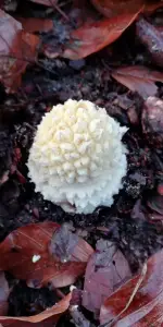 Pat 04 Ferrero Rocher Paddenstoel